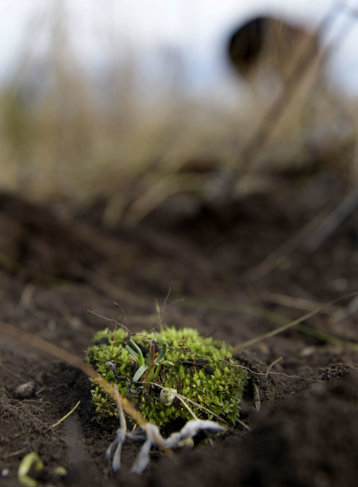 101719 bitterroot-3-tm.JPG